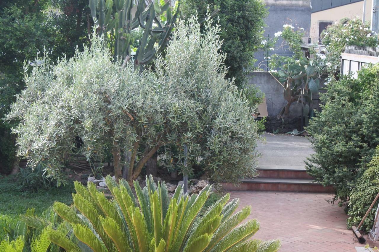 Bouganville Katanya Dış mekan fotoğraf